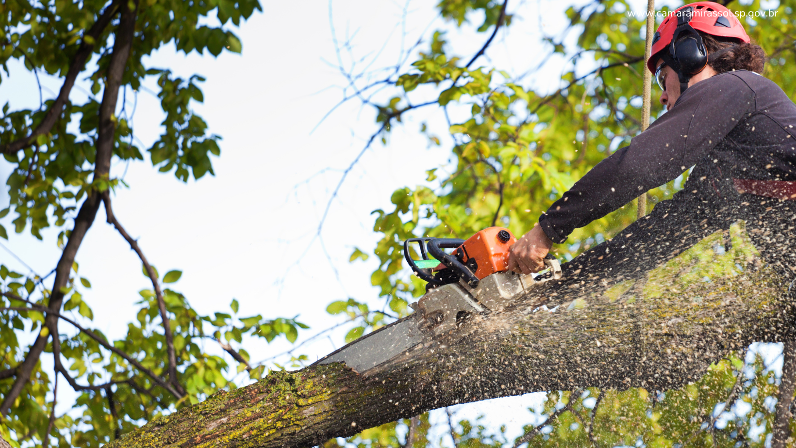 Câmara aprova Política Municipal de Arborização Urbana e Programa de Poda Social